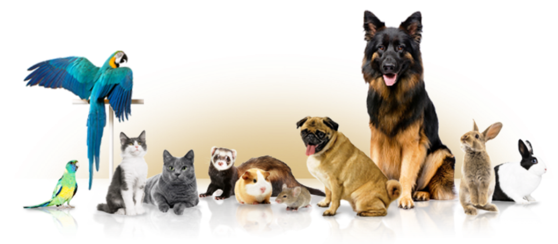 &Tau;&alpha; &Kappa;&alpha;&tau;&omicron;&iota;&kappa;ί&delta;&iota;&alpha;: &Gamma;ά&tau;&epsilon;&sigmaf;, &sigma;&kappa;&upsilon;&lambda;&iota;ά, &pi;&omicron;&upsilon;&lambda;ά&kappa;&iota;&alpha; &kappa;&alpha;&iota; &beta;&alpha;&tau;&rho;&alpha;&chi;ά&kappa;&iota;&alpha;&hellip;